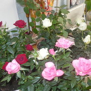 Выращиваем розы дома группа в Моем Мире.