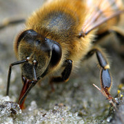 Здоровье и красота на крыльях пчелы! Тенториум в Таразе! группа в Моем Мире.