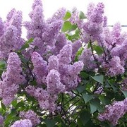  Галина Гончарова on My World.