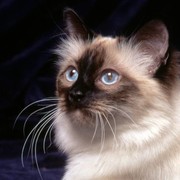 ирина антонова on My World.