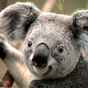 коала . on My World.
