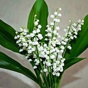 Ландыши песня с матом слушать. Гландыш. Гландыши Гландыши юмор. Матная песня про Ландыши. Песня Ландыши 2007.
