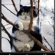 Cheshire Cat on My World.