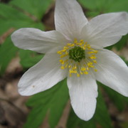 ирина санкина on My World.