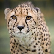 Veld Cheetah on My World.