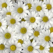 Алёна Смирнова on My World.